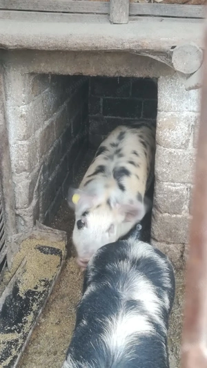 Vand porci de craciun (100kg-200kg) - imagine 3