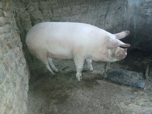 Vand porci de craciun (100kg-200kg) - imagine 4