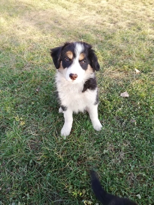 Vand catei border collie iasi
