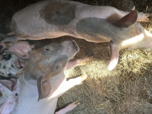 Purcei de 12 săptămâni  - imagine 3