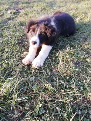 Vând femela Border Collie Iasi 