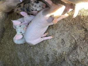 Purcei de 12 săptămâni  - imagine 4