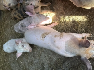 Purcei de 12 săptămâni  - imagine 2