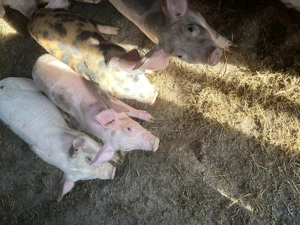 Purcei de 12 săptămâni  - imagine 5