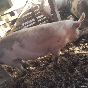 Vand porc 14 lei kg - imagine 3