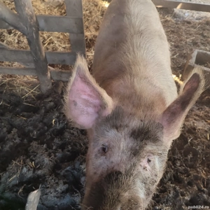 Vand porc 14 lei kg - imagine 2