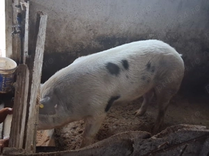 Porci de vânzare din rasa petrean  - imagine 2