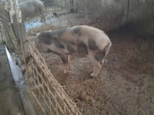 Porci de vânzare din rasa petrean  - imagine 5