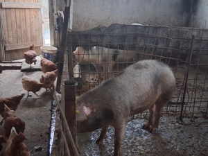 Porci de vânzare din rasa petrean  - imagine 3