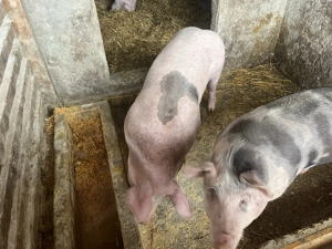 Vând doi porci 65-70 kg,90-100 kg - imagine 2