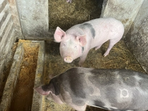 Vând doi porci 65-70 kg,90-100 kg - imagine 4