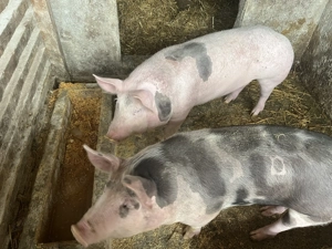 Vând doi porci 65-70 kg,90-100 kg - imagine 3