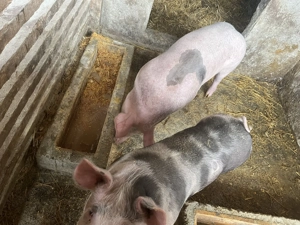 Vând doi porci - imagine 4