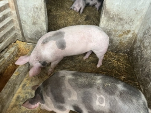 Vând doi porci 65-70 kg,90-100 kg - imagine 5