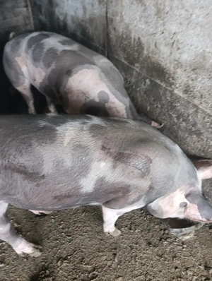 Vând porci rasa pietrean 120 kg 