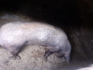 Purcea duroc 200 kg                        . - imagine 2