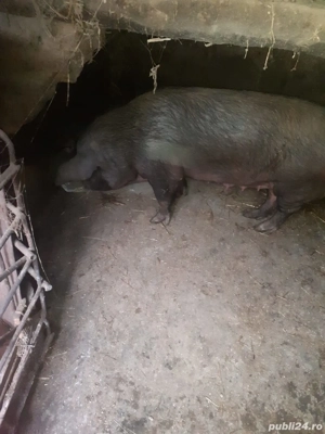 Purcea duroc 200 kg                        . - imagine 4