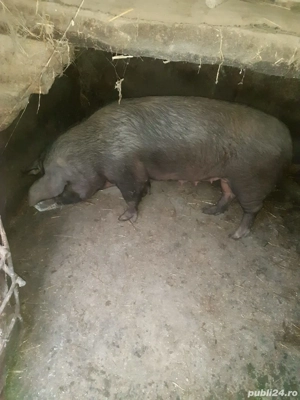 Purcea duroc 200 kg                        . - imagine 3