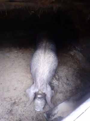 Purcea duroc de vânzare              .