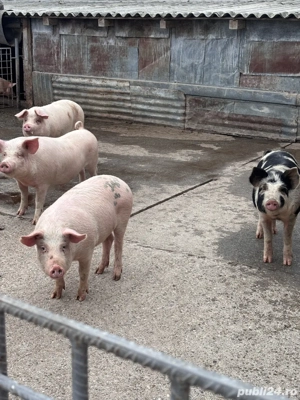 Vand porci Marele Alb