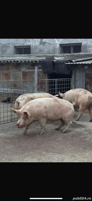 Vand porci Marele Alb - imagine 2