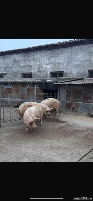 Vand porci Marele Alb - imagine 3