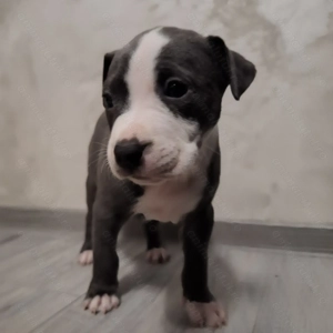 Pui Amstaff de vanzare  - imagine 2