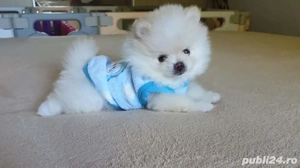 Pomeranian modelul Boo, Ursulet nu Vulpita. Talie Teeacup. Pasaport si Microcip - imagine 2