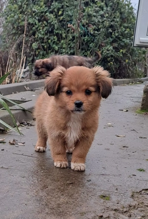 Donez căței - imagine 2