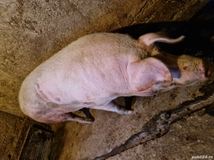 porc pentru sacrificat - imagine 2