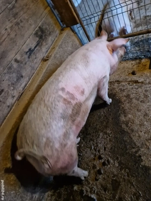 porc pentru sacrificat