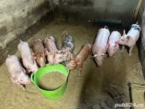 purcei de vanzre 25kg 40k la 90kg - imagine 2