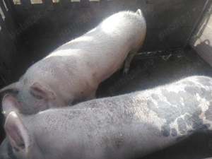 Vind porcii pentru taiat - imagine 2