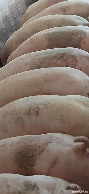 porci de vanzare  - imagine 2