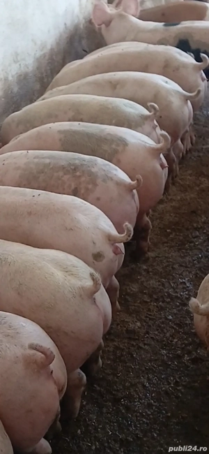 porci de vanzare  - imagine 3