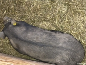 dau la schimb suldan 85-90kg - imagine 2