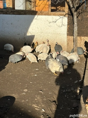 vand bibilici  - imagine 3