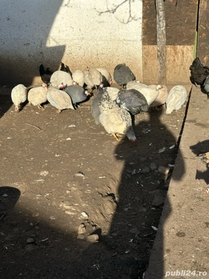 vand bibilici  - imagine 2