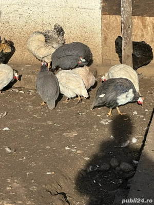 vand bibilici  - imagine 4