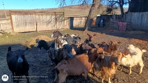 Capre de vânzare  - imagine 2