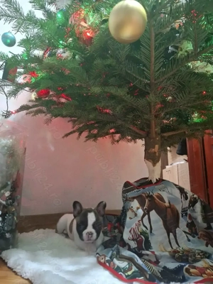 Bulldog francez fetita 