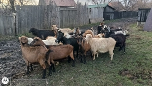 Capre de vânzare  - imagine 3