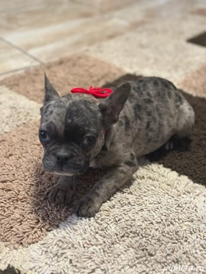  Fetita Buldog Francez ! - imagine 2