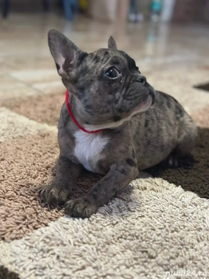  Fetita Buldog Francez ! - imagine 5