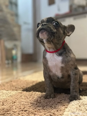  Fetita Buldog Francez ! - imagine 4