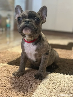  Fetita Buldog Francez ! - imagine 3