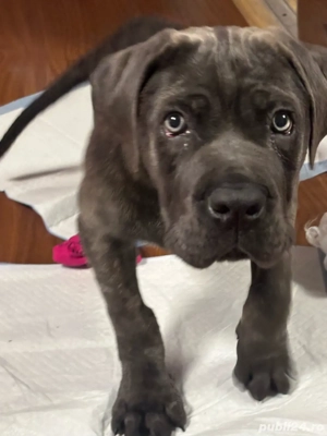 cane corso blue  - imagine 3