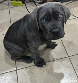 cane corso blue  - imagine 4