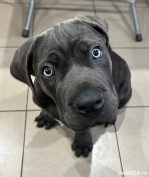 cane corso blue  - imagine 2