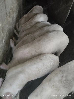 Șoldani de vînzare  - imagine 2